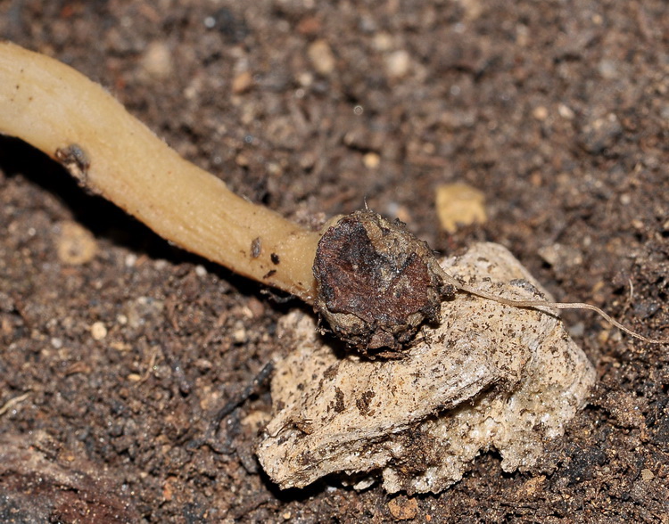 Sarcoscypha coccinea